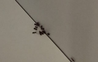 Ameisenbekämpfung Privathaushalt